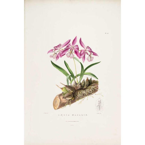 Orchid, Laelia Majalis Gold Ornate Wood Framed Art Print with Double Matting by Withers, Augusta