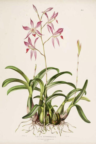 Orchid, Laela Autumnalis White Modern Wood Framed Art Print with Double Matting by Withers, Augusta