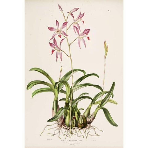 Orchid, Laela Autumnalis Gold Ornate Wood Framed Art Print with Double Matting by Withers, Augusta