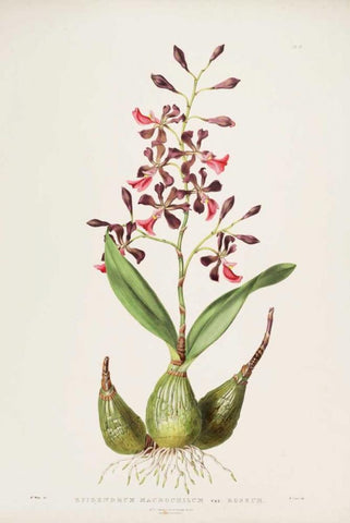 Orchid, Epidendrum Macrochilum White Modern Wood Framed Art Print with Double Matting by Withers, Augusta