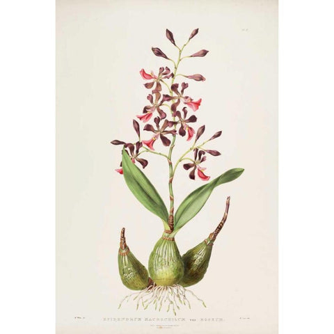 Orchid, Epidendrum Macrochilum Gold Ornate Wood Framed Art Print with Double Matting by Withers, Augusta