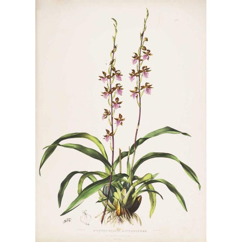 Orchid, Cyrtochilum Bictioniense Gold Ornate Wood Framed Art Print with Double Matting by Withers, Augusta