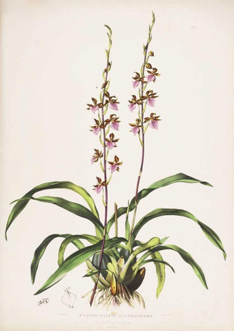 Orchid, Cyrtochilum Bictioniense White Modern Wood Framed Art Print with Double Matting by Withers, Augusta