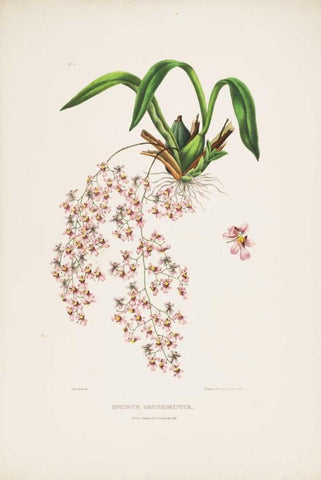 Orchid, Oncidium Bateman White Modern Wood Framed Art Print with Double Matting by Withers, Augusta