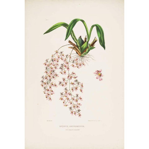 Orchid, Oncidium Bateman Black Modern Wood Framed Art Print with Double Matting by Withers, Augusta