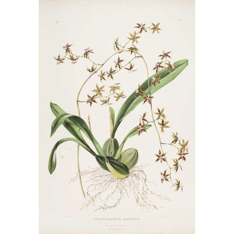 Orchid, Odontoglossum Hastatum Gold Ornate Wood Framed Art Print with Double Matting by Withers, Augusta