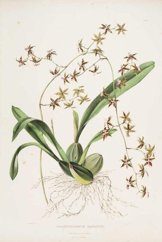 Orchid, Odontoglossum Hastatum White Modern Wood Framed Art Print with Double Matting by Withers, Augusta