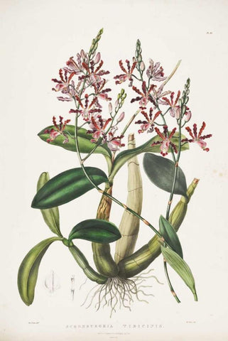 Orchid, Schomburgkia Tibicinis White Modern Wood Framed Art Print with Double Matting by Withers, Augusta