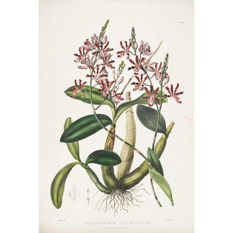 Orchid, Schomburgkia Tibicinis Gold Ornate Wood Framed Art Print with Double Matting by Withers, Augusta