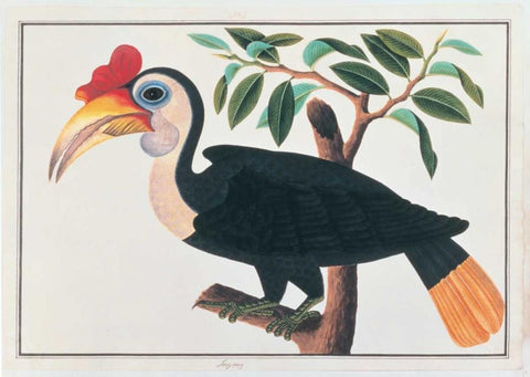 Ingang, Hornbill Black Ornate Wood Framed Art Print with Double Matting by Anonymous