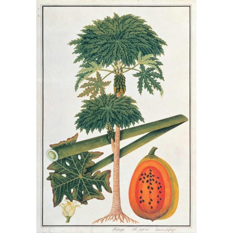 Papaya Tree Gold Ornate Wood Framed Art Print with Double Matting by Anonymous