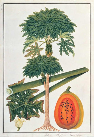 Papaya Tree Black Ornate Wood Framed Art Print with Double Matting by Anonymous