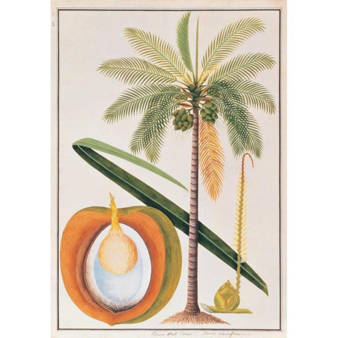 Coconut Palm Gold Ornate Wood Framed Art Print with Double Matting by Anonymous