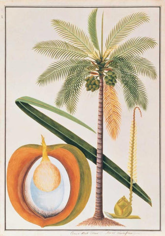 Coconut Palm White Modern Wood Framed Art Print with Double Matting by Anonymous