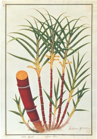 Sugar Cane White Modern Wood Framed Art Print with Double Matting by Anonymous