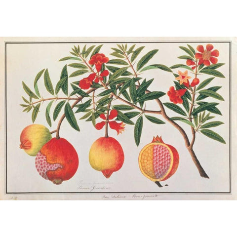 Pomegranate White Modern Wood Framed Art Print by Anonymous