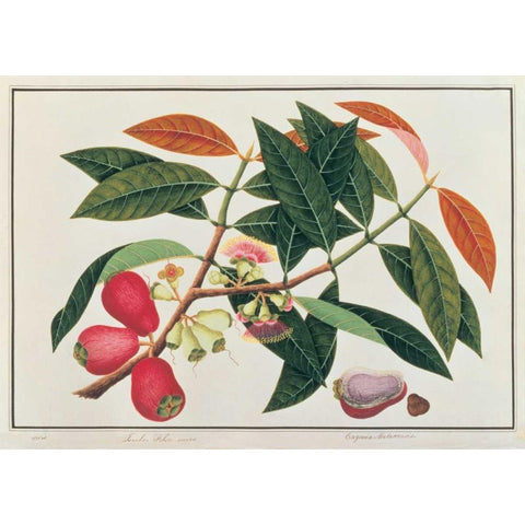 Malay Rose Apple Gold Ornate Wood Framed Art Print with Double Matting by Anonymous