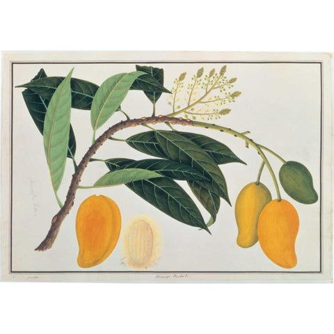 Mango Gold Ornate Wood Framed Art Print with Double Matting by Anonymous