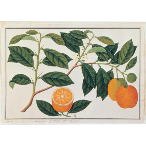 Macao Oranges Gold Ornate Wood Framed Art Print with Double Matting by Anonymous