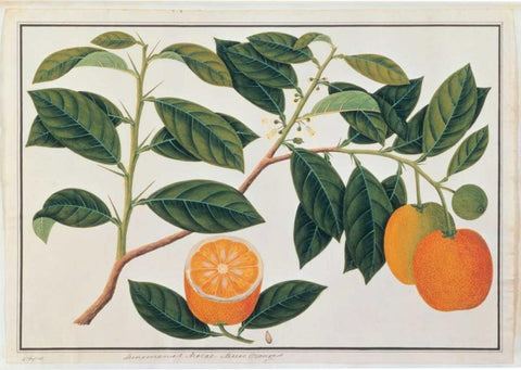 Macao Oranges White Modern Wood Framed Art Print with Double Matting by Anonymous