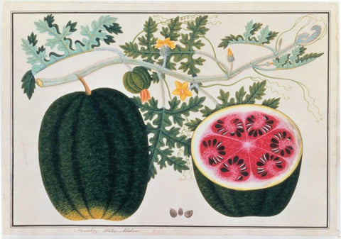 Watermelon Black Ornate Wood Framed Art Print with Double Matting by Anonymous