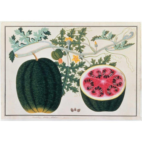 Watermelon Gold Ornate Wood Framed Art Print with Double Matting by Anonymous