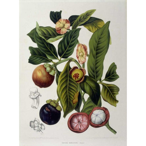 Mangosteen White Modern Wood Framed Art Print by Van Nooten, Madame