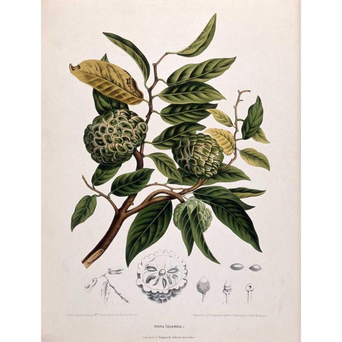 Custard Apple Gold Ornate Wood Framed Art Print with Double Matting by Van Nooten, Madame