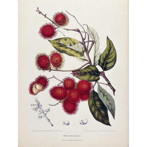 Rambutan White Modern Wood Framed Art Print by Van Nooten, Madame