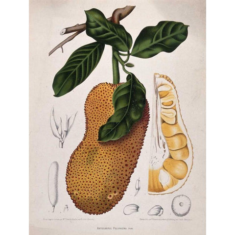 Jackfruit Black Modern Wood Framed Art Print with Double Matting by Van Nooten, Madame