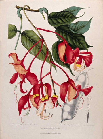 Orchid tree, Pride of Burma White Modern Wood Framed Art Print with Double Matting by Van Nooten, Madame