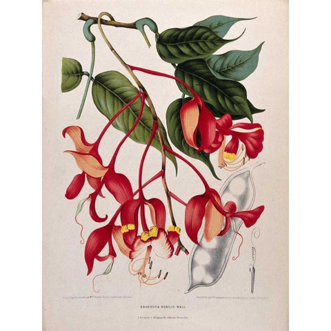 Orchid tree, Pride of Burma Gold Ornate Wood Framed Art Print with Double Matting by Van Nooten, Madame