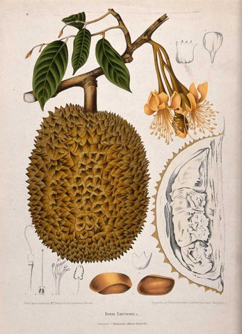 Durian Black Ornate Wood Framed Art Print with Double Matting by Van Nooten, Madame