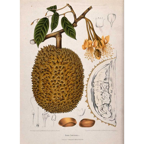 Durian White Modern Wood Framed Art Print by Van Nooten, Madame