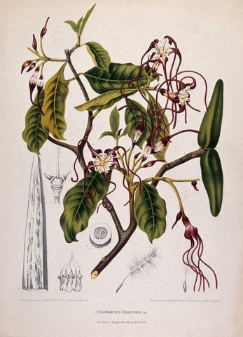 Twisted Cord Flower Black Ornate Wood Framed Art Print with Double Matting by Van Nooten, Madame