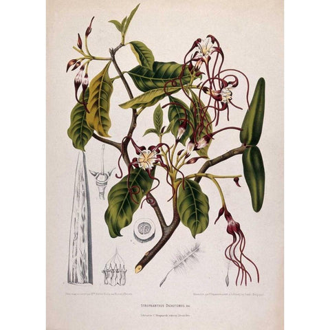 Twisted Cord Flower Gold Ornate Wood Framed Art Print with Double Matting by Van Nooten, Madame