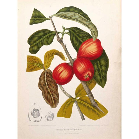 Rose Apple fruiting White Modern Wood Framed Art Print by Van Nooten, Madame