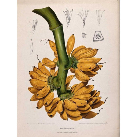 Plantain, Banana White Modern Wood Framed Art Print by Van Nooten, Madame