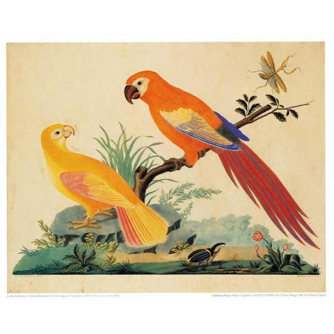 Two Parrots Gold Ornate Wood Framed Art Print with Double Matting by Raineri, Carlo, Vittorio