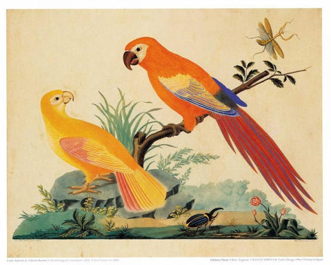 Two Parrots White Modern Wood Framed Art Print with Double Matting by Raineri, Carlo, Vittorio