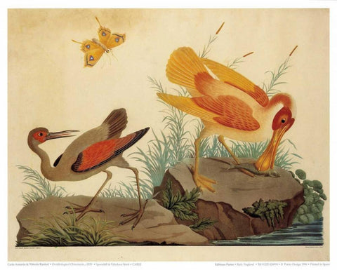 Spoonbill and Fantasy Stork Black Ornate Wood Framed Art Print with Double Matting by Raineri, Carlo, Vittorio
