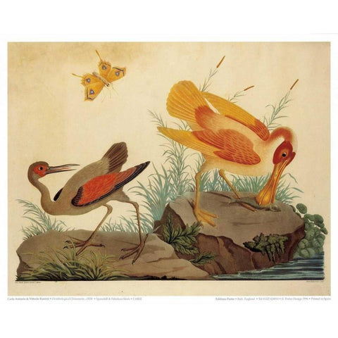Spoonbill and Fantasy Stork Gold Ornate Wood Framed Art Print with Double Matting by Raineri, Carlo, Vittorio