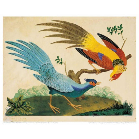 Golden and Silver Pheasant Gold Ornate Wood Framed Art Print with Double Matting by Raineri, Carlo, Vittorio