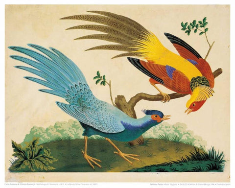 Golden and Silver Pheasant Black Ornate Wood Framed Art Print with Double Matting by Raineri, Carlo, Vittorio