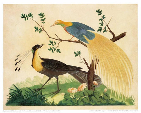 Bird of Paradise and Exotic Bird Black Ornate Wood Framed Art Print with Double Matting by Raineri, Carlo, Vittorio