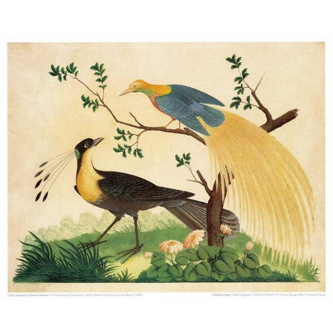 Bird of Paradise and Exotic Bird Gold Ornate Wood Framed Art Print with Double Matting by Raineri, Carlo, Vittorio