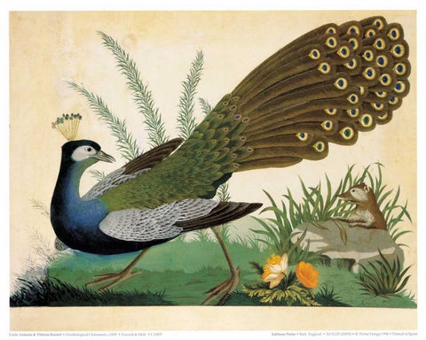 Peacock and Mole White Modern Wood Framed Art Print with Double Matting by Raineri, Carlo, Vittorio