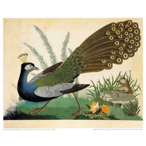 Peacock and Mole Gold Ornate Wood Framed Art Print with Double Matting by Raineri, Carlo, Vittorio