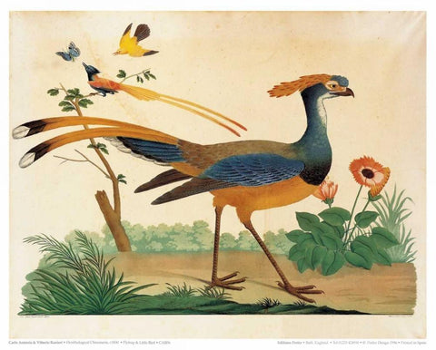 Flytrap, Little bird and Butterfly White Modern Wood Framed Art Print with Double Matting by Raineri, Carlo, Vittorio