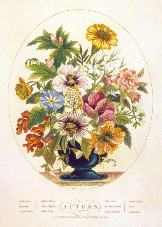 Image Only